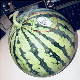 哪里可以吃网红的瓜,揭秘网红们的“瓜田”美食之旅