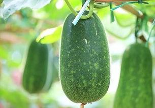 五一吃瓜网今日吃瓜官网,揭秘今日热门吃瓜事件，官网独家爆料！