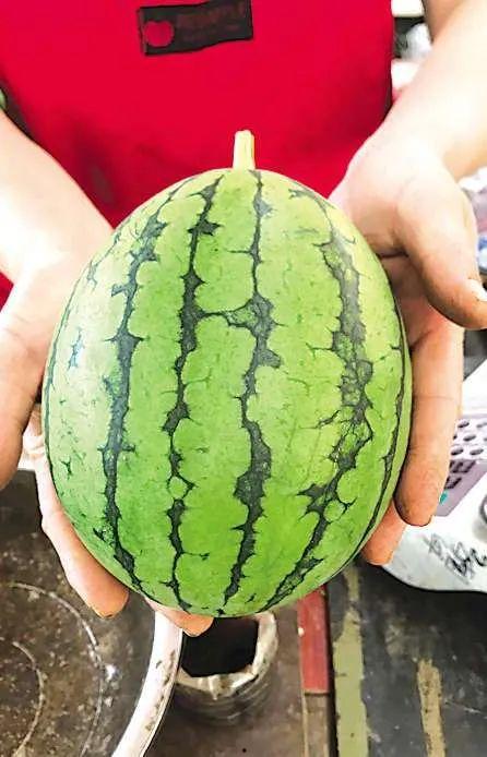 青岛吃瓜网红,青岛网红吃瓜达人带你探秘岛城美食圈