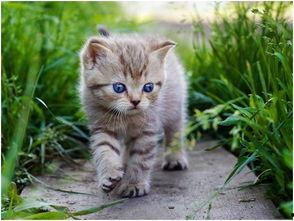 娱乐吃瓜小猫咪小说免费阅读